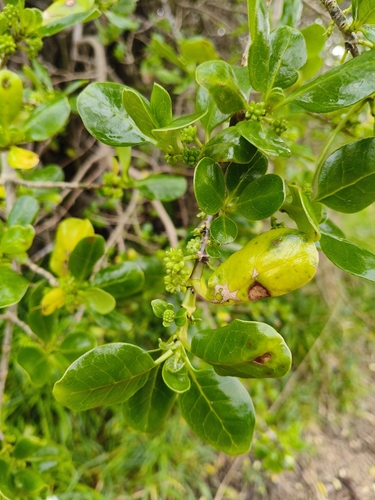 Coprosma repens observed 2026-08-25