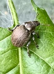 Philopedon plagiatum