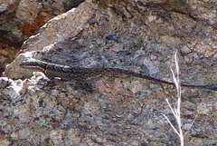 Urosaurus ornatus schottii