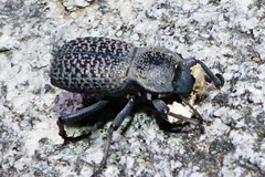 Cryptoglossa variolosa