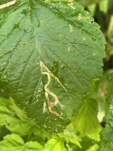 Agromyza vockerothi