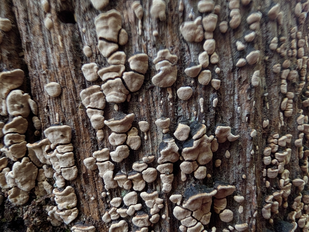 ceramic parchment · August 2026 · photo: Photo: (c) botanygirl, some rights reserved (CC BY) · iNaturalist