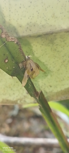 Acianthera sicaria