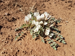 Astragalus scaberrimus