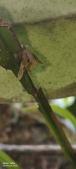 Acianthera sicaria, photograph author not stated, no rights reserved