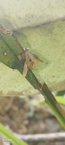 Acianthera sicaria, photograph 2