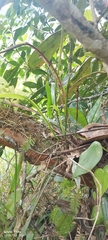 Acianthera sicaria, photograph author not stated, no rights reserved