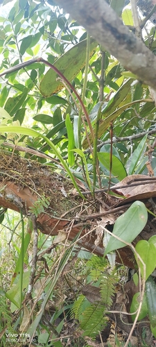 Acianthera sicaria, photograph 4