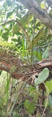 Acianthera sicaria, photograph author not stated, no rights reserved