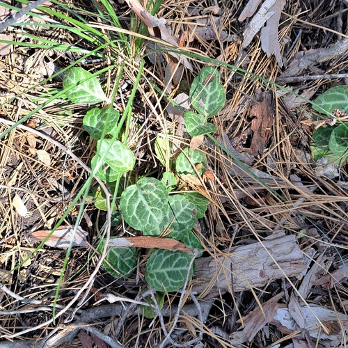 Pyrola picta, photograph 4