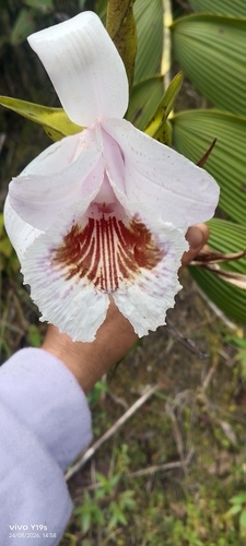 Sobralia pulcherrima
