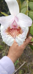 Sobralia pulcherrima, photograph author not stated, no rights reserved