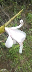 Sobralia pulcherrima, photograph author not stated, no rights reserved