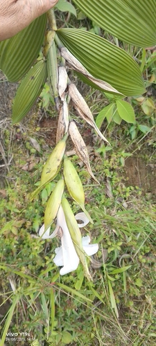 Sobralia pulcherrima, photograph 4