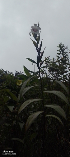 Sobralia pulcherrima, photograph 6