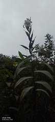Sobralia pulcherrima, photograph author not stated, no rights reserved