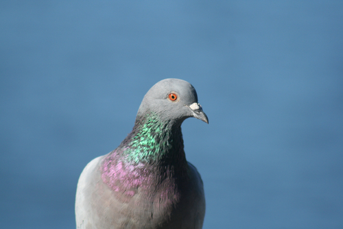 Feral Pigeon