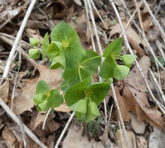 Euphorbia commutata