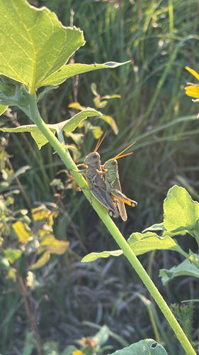 Differential Grasshopper