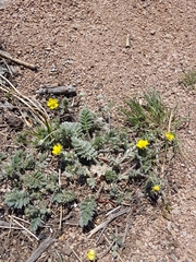 Potentilla sericea