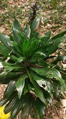 Dracaena fragrans compacta
