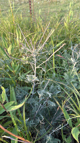 leadplant