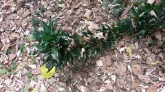 Dracaena fragrans compacta