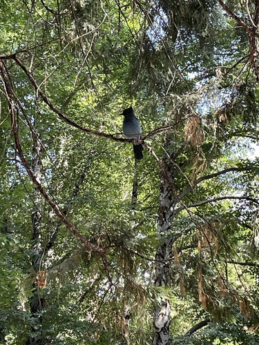 iNaturalist observation photo of Steller's Jay
