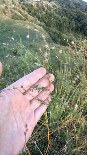 Nine-anther Prairie Clover