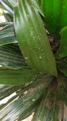 Dracaena fragrans compacta