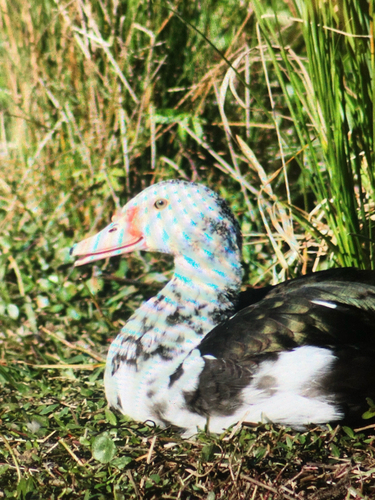 Muscovy Duck