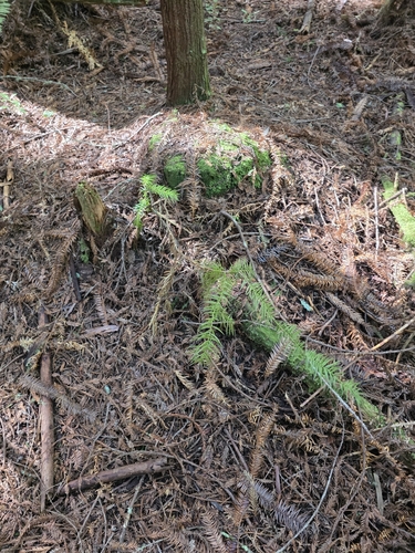 Cunninghamia lanceolata