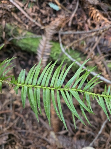Cunninghamia lanceolata, photograph 2