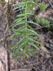 Cunninghamia lanceolata, photograph author not stated, no rights reserved