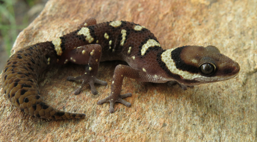 Lake Nyassa Thick-toed Gecko, Pachydactylus oshaughnessyi