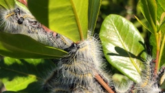 Bombycomorpha pallida
