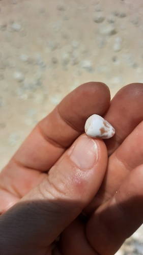 Conus sponsalis observed 2026-08-24
