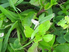 Nomophilini