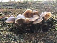 Mycena yuulongicola