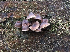 Mycena yuulongicola