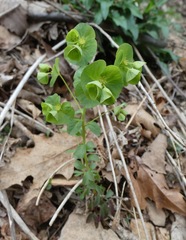 Euphorbia commutata