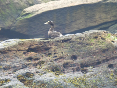 Common Eider