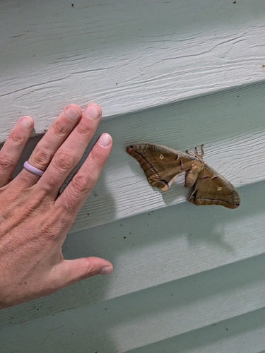 Polyphemus Moth