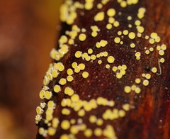 Lachnum pteridophyllum