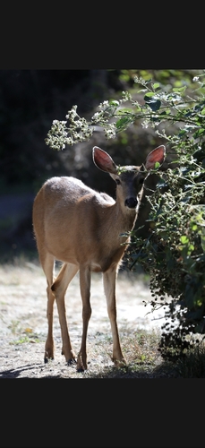 Mule Deer