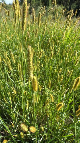 yellow foxtail