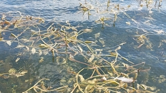 Potamogeton illinoensis