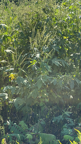 giant ragweed