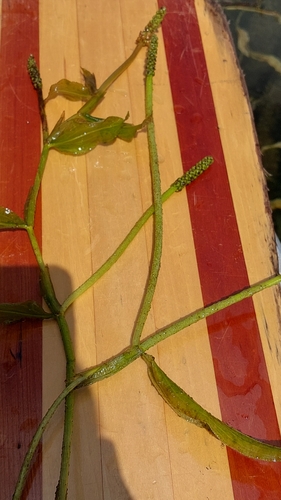 Potamogeton illinoensis, photograph 1