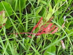 Oenothera speciosa